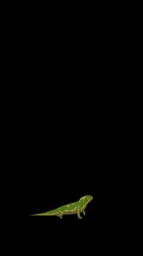 Cartoon Iguana or Comodo Dragon alpha matte 2D animation 4K Vertical video