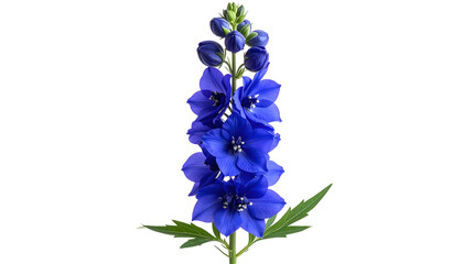 Close Up of a Single Blue Delphinium Flower on Black Background with Green Leaves and White Dots Highlighting the Vibrant Petals