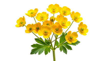Close Up of Bright Yellow Buttercup Flowers and Green Leaves Isolated on a Transparent Black Background