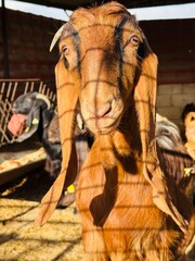 Close-up of a brown goat on a farm in Northern Cyprus, showing its curious eyes and textured fur