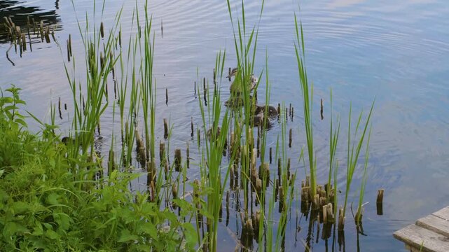 shot of an adult duck and several small ducklings swimming through the green reeds and cattails along the bank of the Ros River in Ukraine.