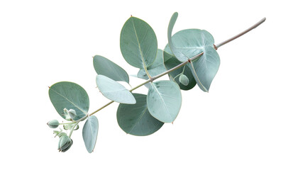 Close Up of Eucalyptus Branch with Rounded Green Leaves on Transparent Background