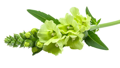 Close Up of Green Flower with Transparent Background