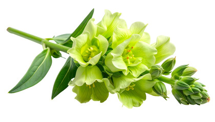 Close Up of Light Green Blossoms with a Stem and Leaves Isolated on Black Background