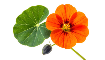 Close Up of Orange Nasturtium Flower with Green Leaf on Transparent Background