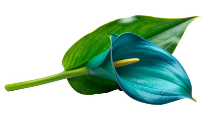 Close Up of Teal Calla Lily Flower with Green Leaves on Transparent Black Background