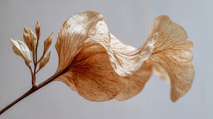 Macro shot of a delicate dried seed pod showcasing intricate translucent vein patterns and organic textures against a soft, minimalist background.