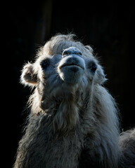 camel in zoo