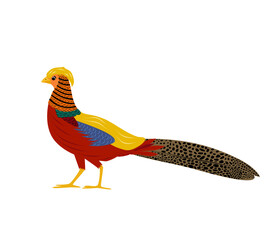 Cartoon golden pheasant bird with colorful feathers isolated. Cute childrens animal illustration. Decorative Asian bird for wildlife, nature, education and design projects.