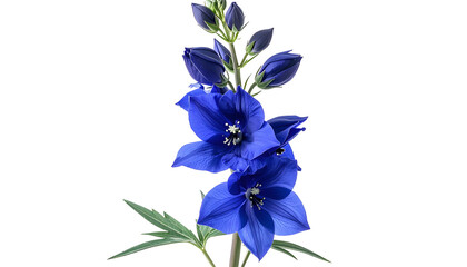 Close Up Shot of Blue Delphinium Flowers Isolated on Transparent Black Background with Green Leaves under Sunlight