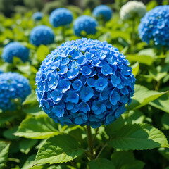 Macro shot of a fresh blue hydrangea flower blooming in a spring garden among purple muscari and ripe red raspberries