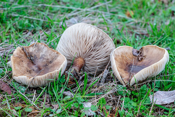 Melanoleuca grammopodia. Reed mushrooms in the meadow.