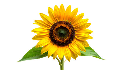Close Up Sunflower with Yellow Petals and Brown Center Isolated on Transparent Background
