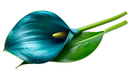 Close Up Teal Calla Lily with Water Droplets Isolated on a Transparent Background