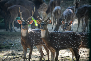 red deer in the woods