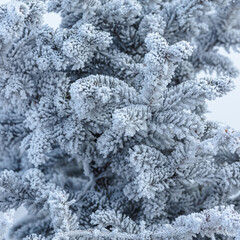 Landscape, trees, snow, kar, travel, forest, road, river, stream.