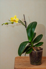 Delicate yellow orchid blooming with green leaves and visible roots in a clear pot
