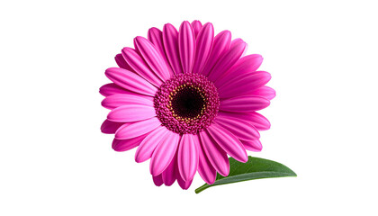 Vibrant Pink Gerbera Daisy with Green Leaf Isolated on Black Background High Angle View