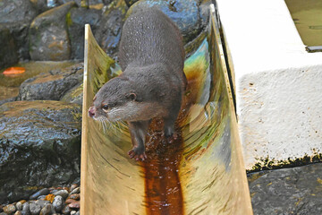 横を向くコツメカワウソ