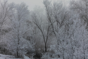 Landscape, trees, snow, kar, travel, forest, road, river, stream.