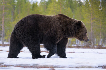 Brown bear walking on snowy landscape
