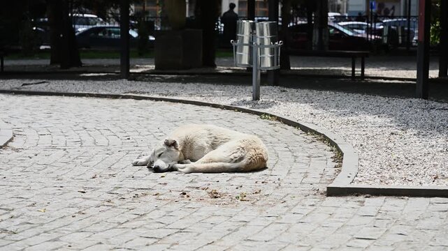 Stray dog ​​sleeps on city street with its head on sidewalk. Abandoned, lonely, homeless pet. Animal welfare issues, abandoned animals, dog shelters