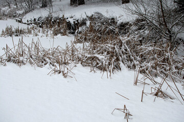 Cattails and reeds on river at winter