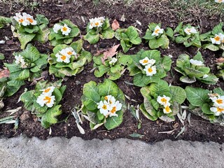 Primula vulgaris (common primrose or English primrose) blooming in a garden bed with white flowers and yellow-orange centers. Early spring flowering plant with green textured leaves, widely used.