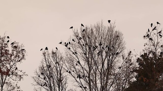 Dramatic winter sunset shows hundreds of crows gathering in tall trees for safety, calling to each other as they roost. Powerful wildlife scene is ideal for nature, mystery and environmental projects.