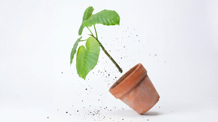 A small green plant with its root ball suspended mid-air, a terracotta pot falling beside it, with soil particles dispersing, against a white void.
