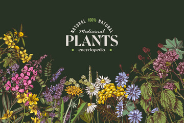 Healing herbs sketched vector background