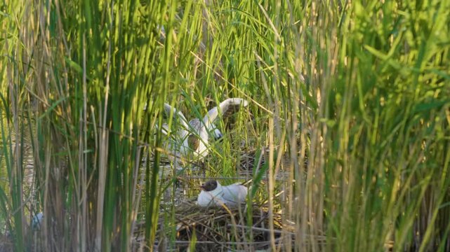 A close-up shot of a small, fluffy black-headed gull chick sitting in its nest, which is constructed from dry reeds and situated within a dense thicket of vibrant green common reeds (Phragmites austra