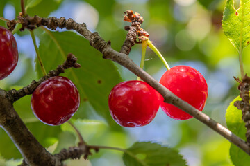Vibrant red cherries ripening on branches under sunlight in a lush orchard during summer showcasing...