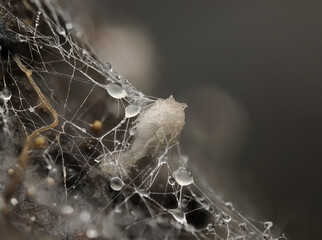 Pilze auf Rehdung, Dungpilze, koprophile Pilze
