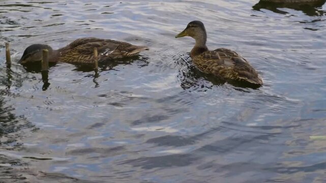 Footage captures several wild mallard ducks (Anas platyrhynchos), including a female and a male in eclipse plumage, swimming and foraging in the calm waters of the Ros River in Ukraine.