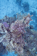 Colorful coral reef at the bottom of tropical sea, finger coral and fish anthias, underwater landscape