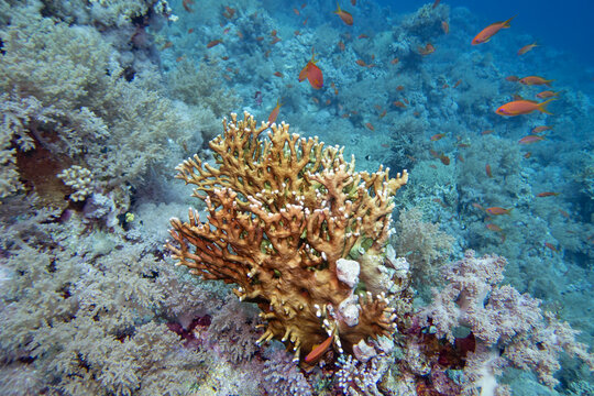 Picturesque, colorful coral reef at bottom of tropical sea, various species of corals with great yellow fire coral and anthias fish, underwater landscape