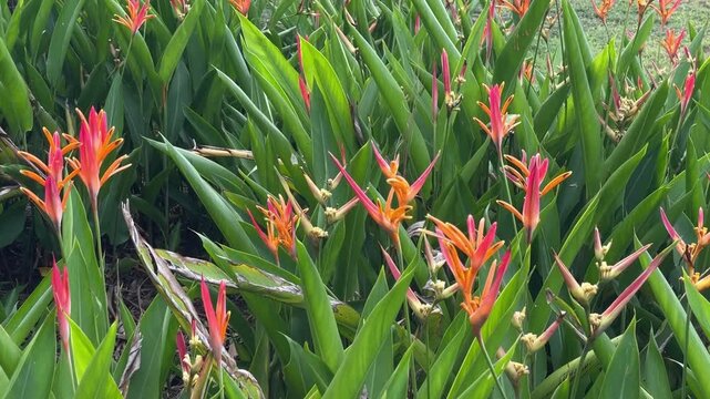 Exotic Parrots Beak Flowers Heliconia Psittacorum Blooming in a Lush Green Garden Setting