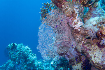 Picturesque giant sea fan (Gorgonia) in clean blue tropical water, underwater landscape