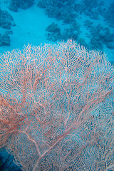 Picturesque giant sea fan (Gorgonia) in clean blue tropical water, underwater landscape