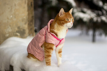 An orange and white cat sitting on a snow-covered surface outdoors, dressed in a pink quilted jacket with a harness