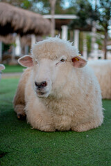 Close up young sheep in a meadow on a farm