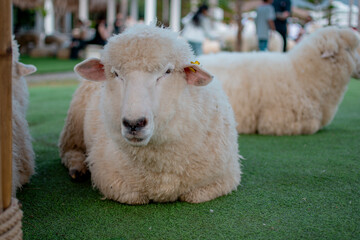 Close up young sheep in a meadow on a farm