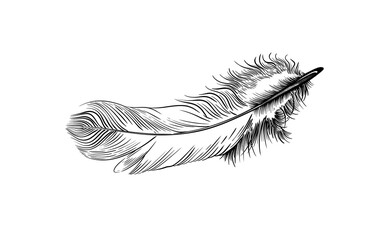 Obraz premium Bird Feather hand drawn sketch with black line detail on it 