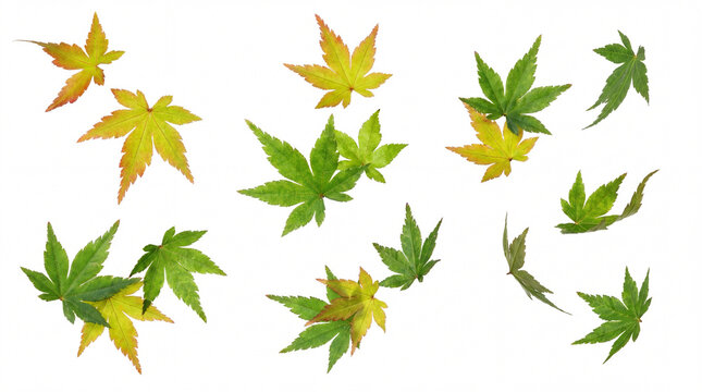 Scattered Japanese maple leaves in various stages of autumn color, from green to yellow and red, isolated on white