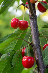 Sweet cherry tree branches adorned with ripe red fruit and vibrant green leaves during the warm afternoon sun in a lush orchard