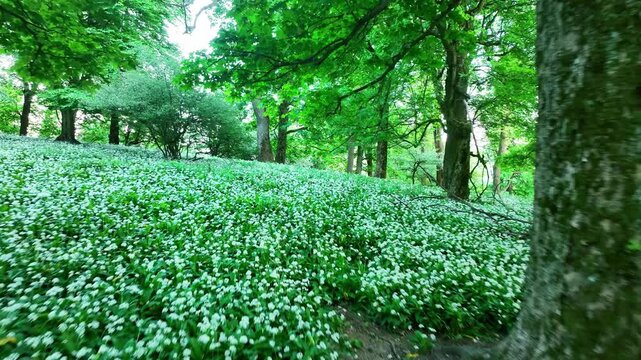 Flying over Wild Garlic in Bloom with sun in green forest landscape