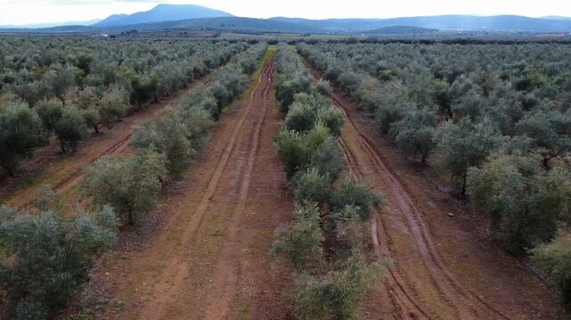 Side tracking aerial shot of perpendicular olive tree rows, high contrast geometry.