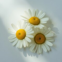 Three white daisies in a row © Arnob Rasel