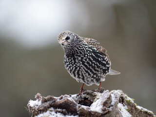 Fototapeta premium Star, Sturnus vulgaris